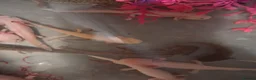Axolotl reptiles for sale: Juvie Axolotls Assorted Colours - Advert 4