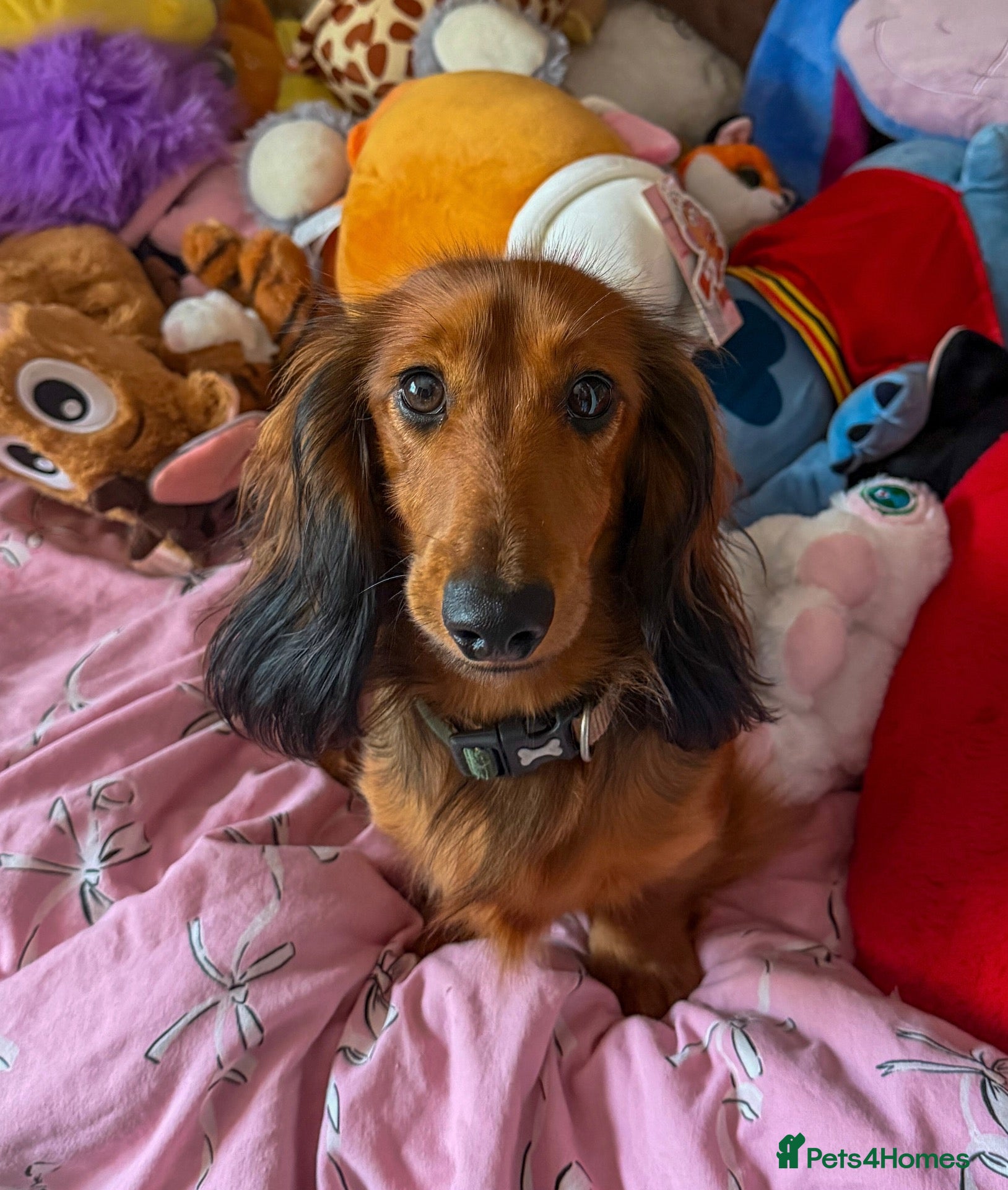Miniature Dachshund dogs 1 year old Miniature Dachshund. - Advert 10