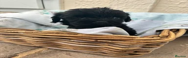 Cockapoo 6