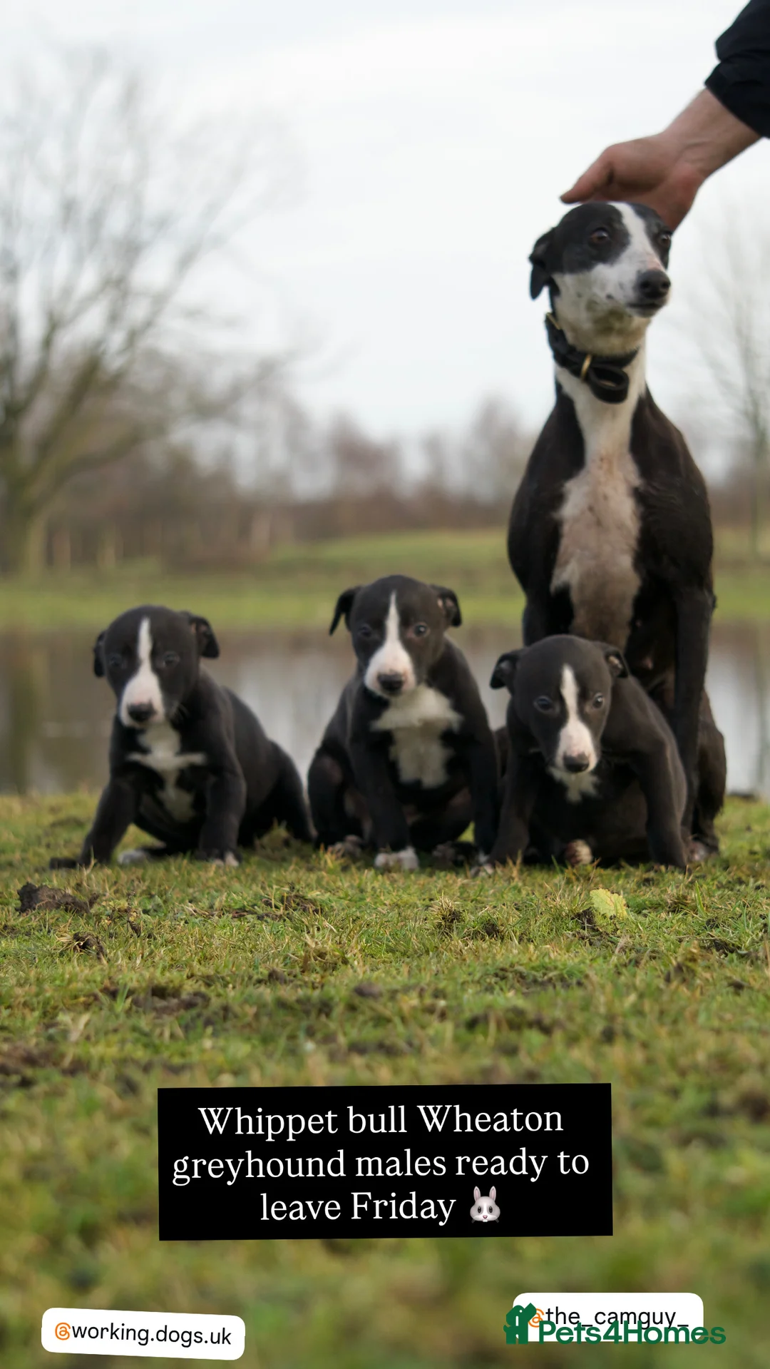 Mixed Breed dogs for sale: 🔥 Whippet Bull Wheaten Greyhound Puppies 🔥 - Advert 7