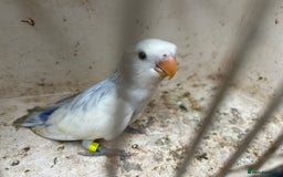 Lovebirds birds for sale: Lovebird for sale, all in good health  - Image 3
