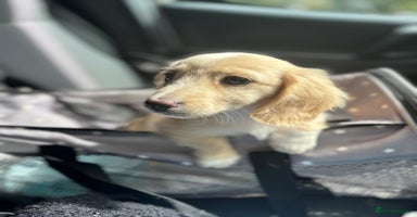 Miniature Dachshund dogs - Advert 3