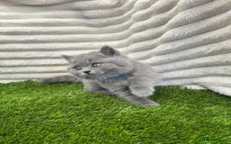 British Shorthair cats for sale: ONLY 1 BOY LEFT -BSH Blue Kittens - Image 12