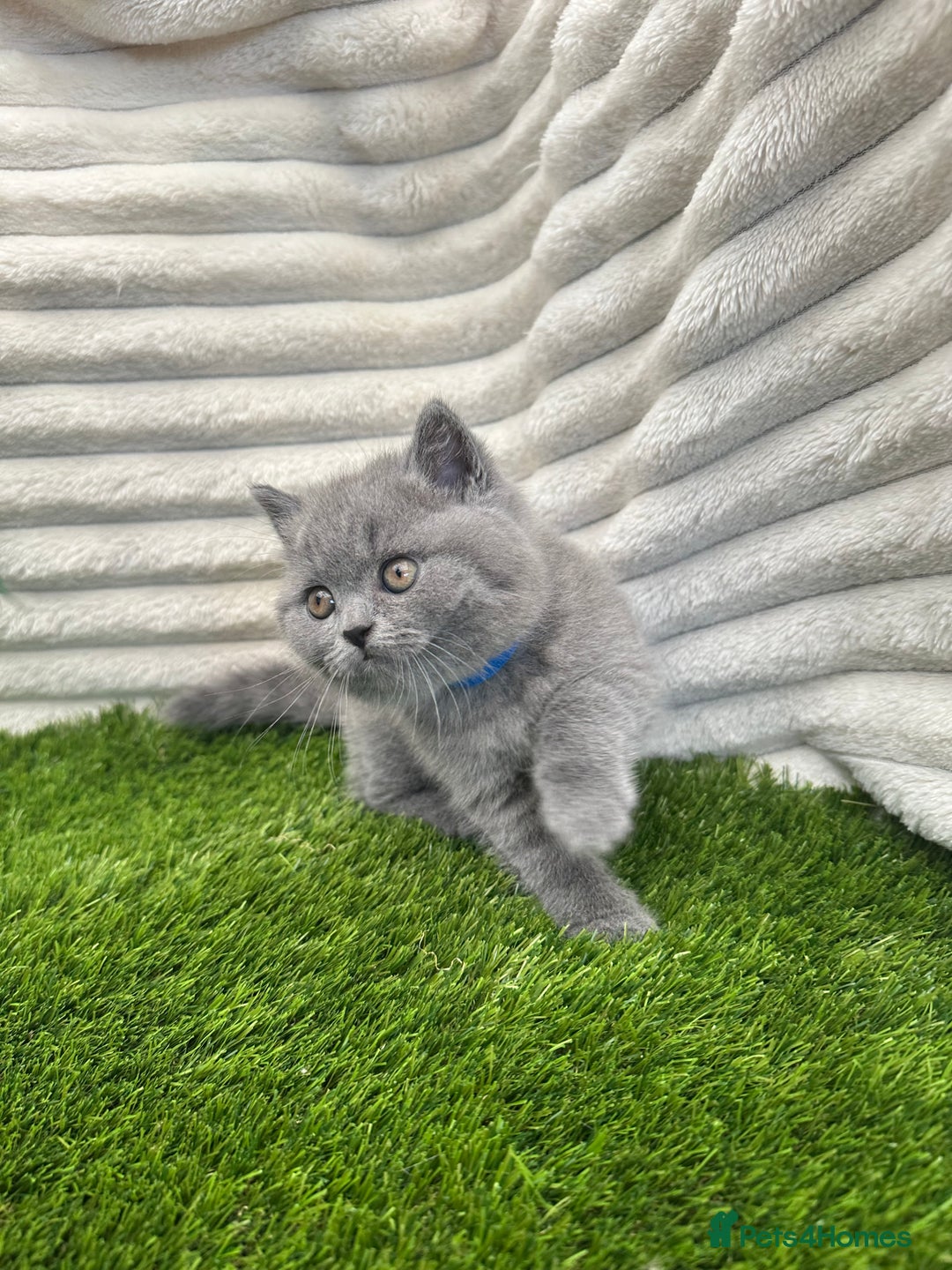 British Shorthair cats for sale: ONLY 1 BOY LEFT -BSH Blue Kittens - Image 12