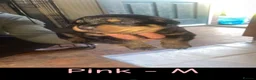 Rottweiler dogs for sale: German Rottweiler puppies  in Preston - Advert 11