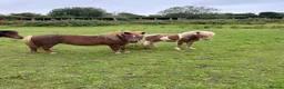 Shetland pony horses for sale: Mare in foal - Advert 3