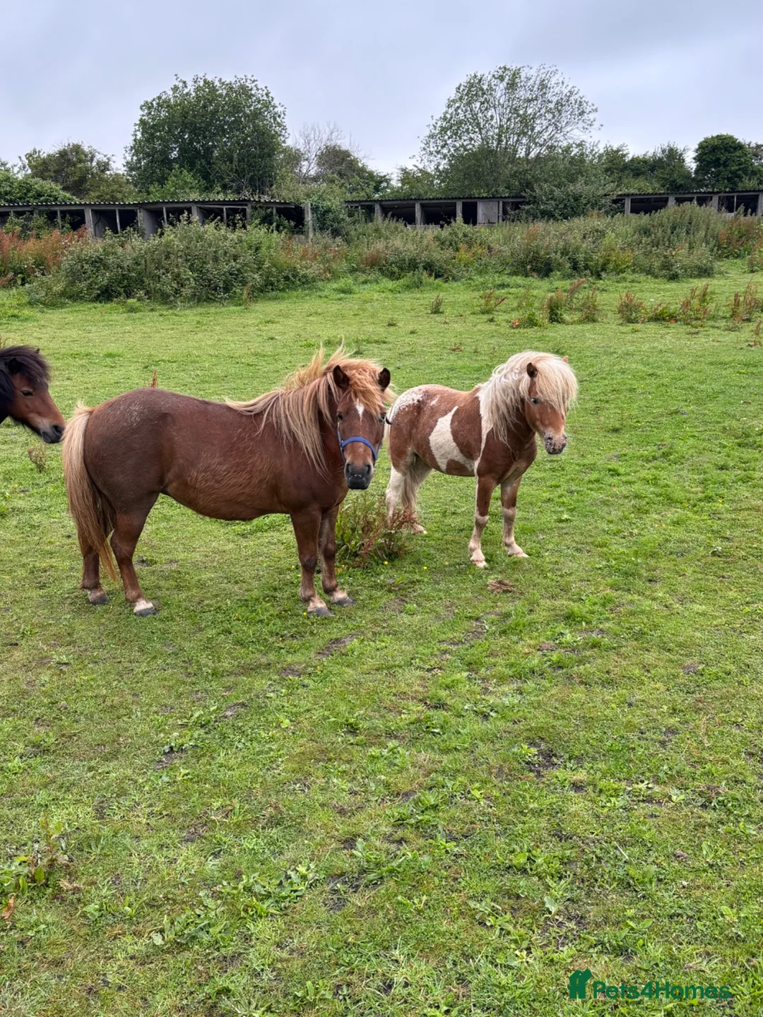 Shetland pony horses for sale: Mare in foal - Advert 3