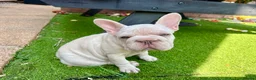 French Bulldog dogs for sale: She was my keeper. STUNNING French Bulldog Girl - Advert 4