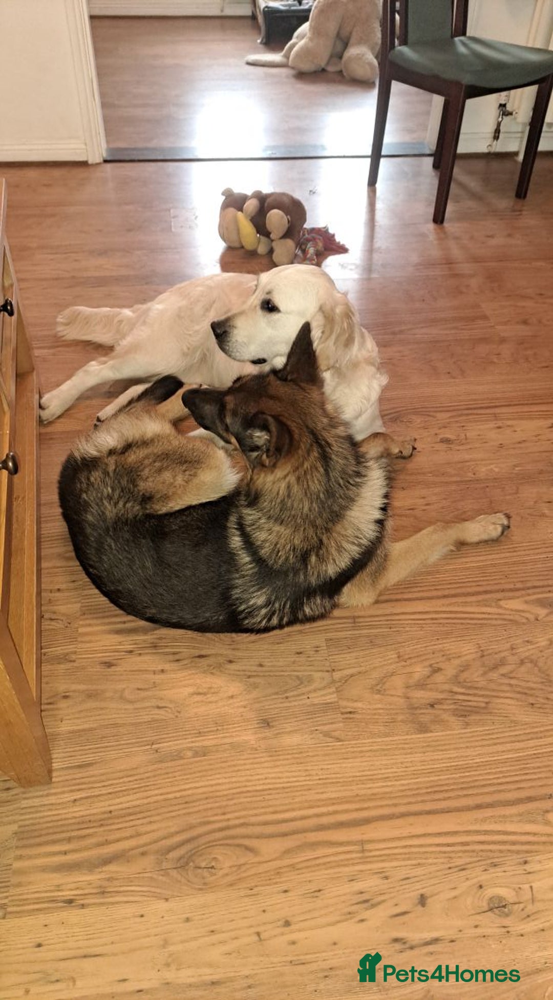 German Shepherd dogs for sale: Bella is looking for forever home - Image 18