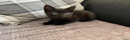 Mixed Breed cats for sale: 3 girl kittens for sale  - Advert 13