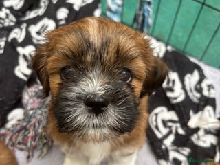 Lhasa Apso dogs KC registered Lhasa Apso puppies - Advert 3