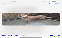 Lurcher dogs for sale: Beautiful Lurcher Puppies – Well Bred, Ready Now! - Image 19