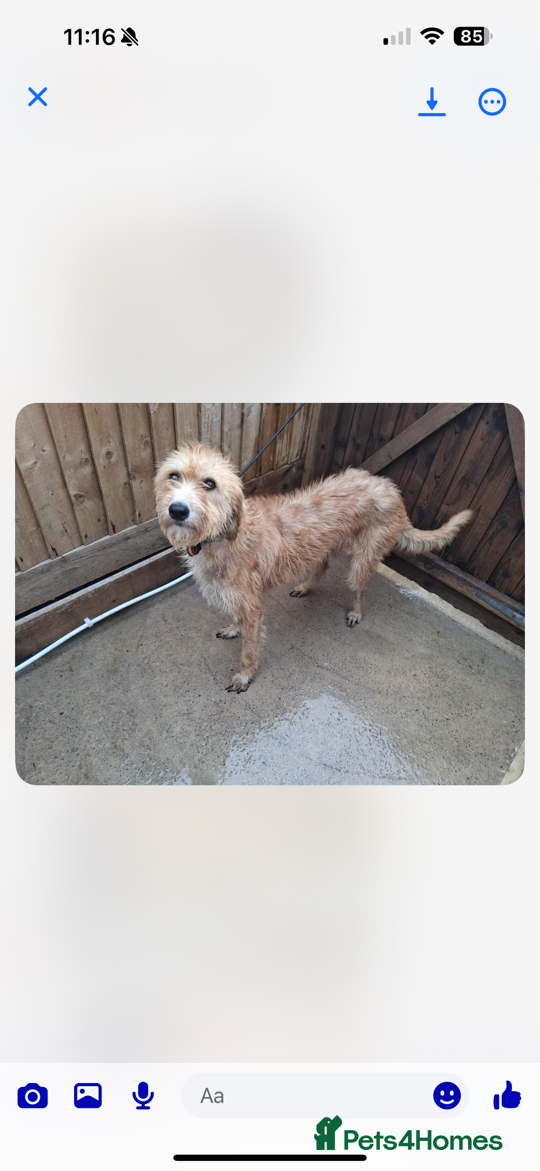 Lurcher dogs for sale: Beautiful Lurcher Puppies – Well Bred, Ready Now! - Image 19