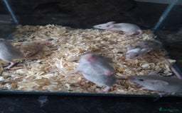 Mouse rodents for sale: Fancy mice babies  in Manchester - Image 5