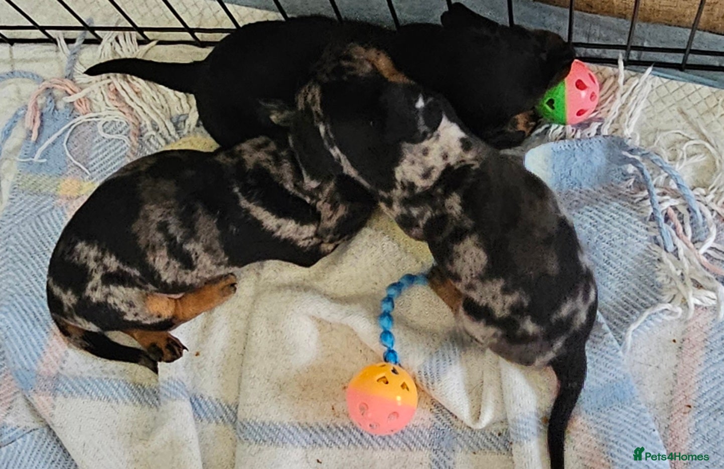 Miniature Dachshund dogs Miniature Dachshund Puppies - Advert 1