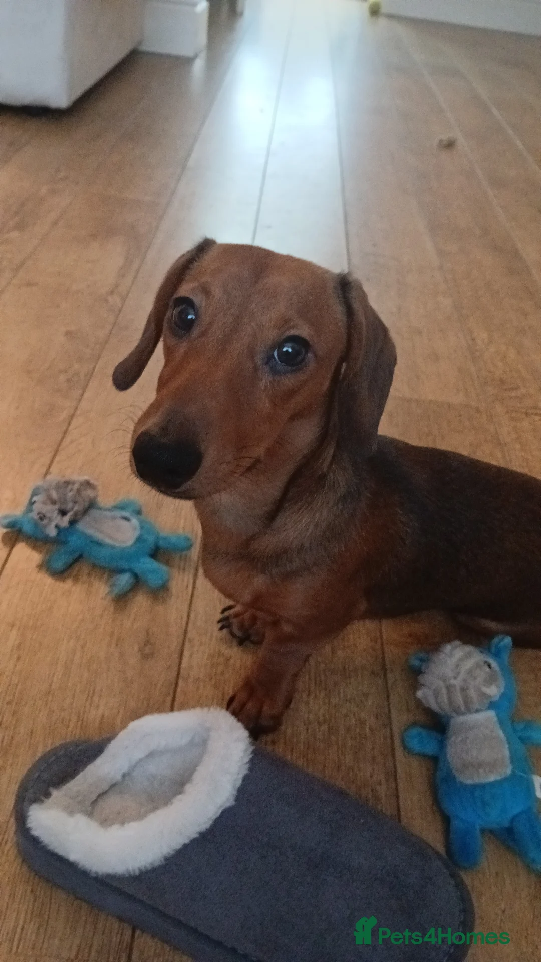 Miniature Dachshund dogs for stud: Miniature dachshund for stud - Advert 7