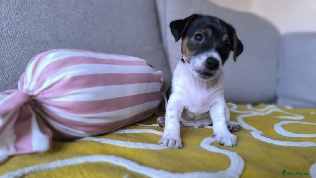 Jack Russell dogs for sale: Beautiful Short-Leg Jack Russell Terrier Puppies  - Advert 4