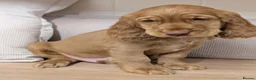 Cocker Spaniel dogs for sale: Gorgeous Show Cocker Spaniel Puppies  - Advert 6