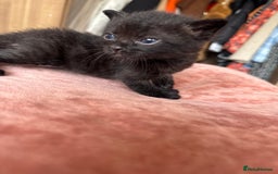 Bengal cats for sale: 4 pure bangal and 5 bengal x kittens - Image 4