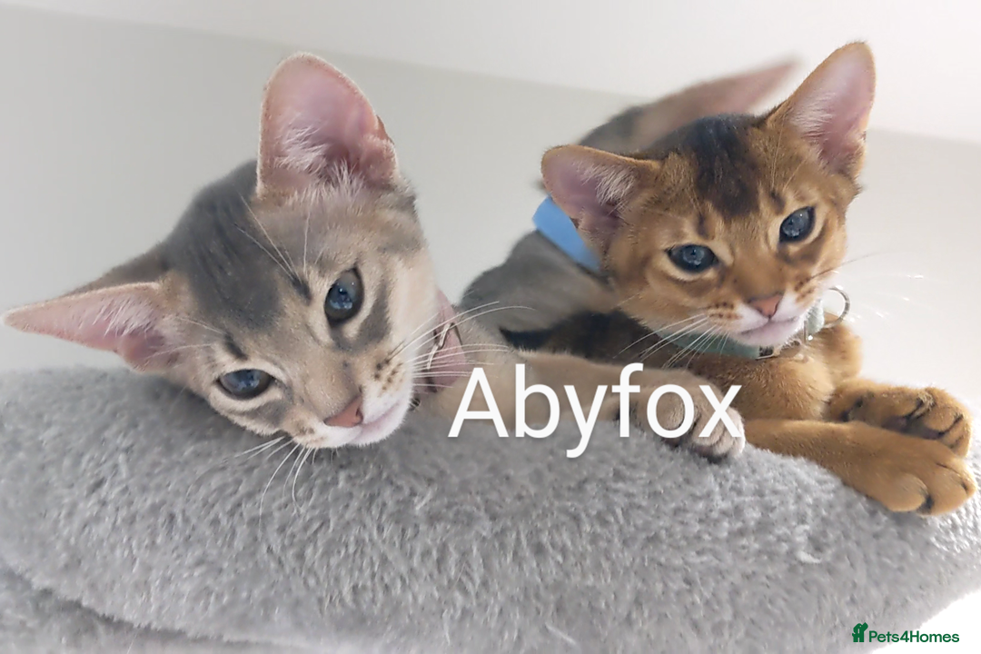 Abyssinian cats for sale: LAST 🤎🤎GIRL🐈 Available 💙🤎 TICA pedigree  in Ruislip - Image 11