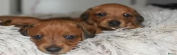 Miniature Dachshund dogs for sale: Beautiful Mini Dachshund Puppies – Home Raised - Advert 24