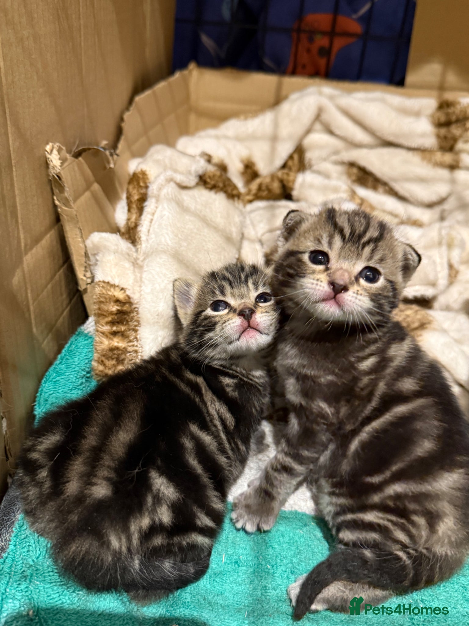Domestic Shorthair cats Beautiful kittens  - Advert 3