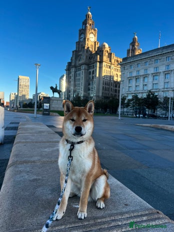 Japanese Shiba Inu dogs in Liverpool - Advert 1