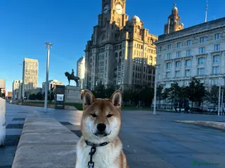 Japanese Shiba Inu dogs Proven, handsome Shiba Inu ready for stud duties - Advert 3