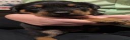 Rottweiler dogs for sale: Gorgeous Rottweiler puppies - Advert 11