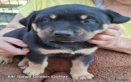 Rottweiler dogs for sale: Stunning Litter Of Shepweiler X Mastiff Pups - Image 25