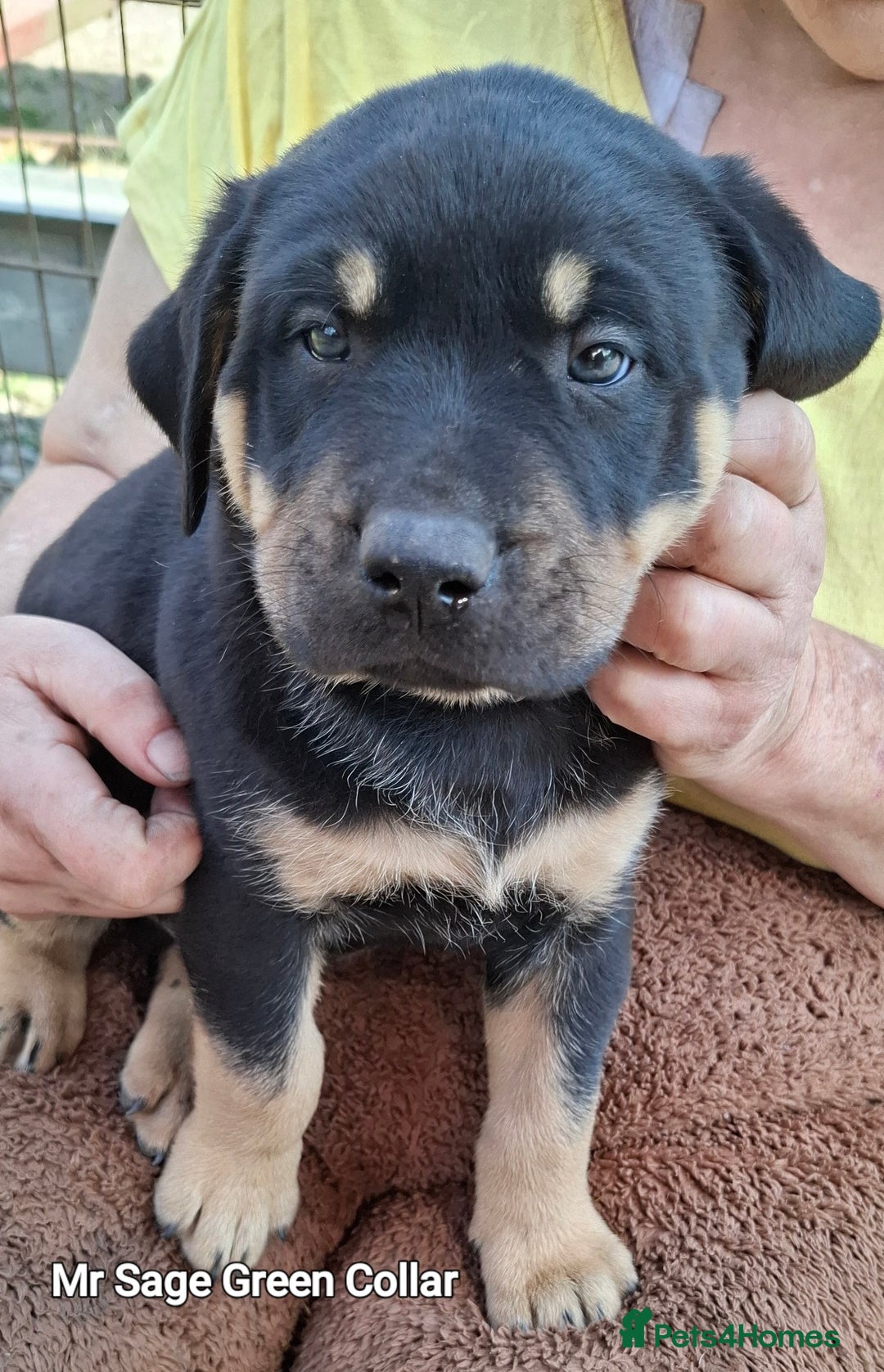 Rottweiler dogs for sale: Stunning Litter Of Shepweiler X Mastiff Pups - Image 25