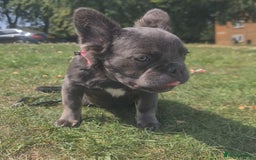 French Bulldog dogs for sale: 🐾  KLASSY BULLZ - KLASSY PUPZ 🐾  in Beckenham - Image 9