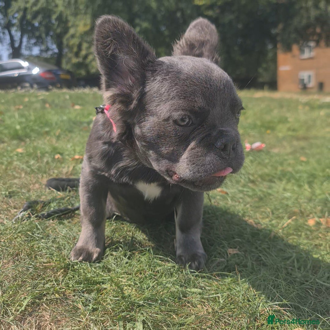 French Bulldog dogs for sale: 🐾  KLASSY BULLZ - KLASSY PUPZ 🐾  in Beckenham - Image 9
