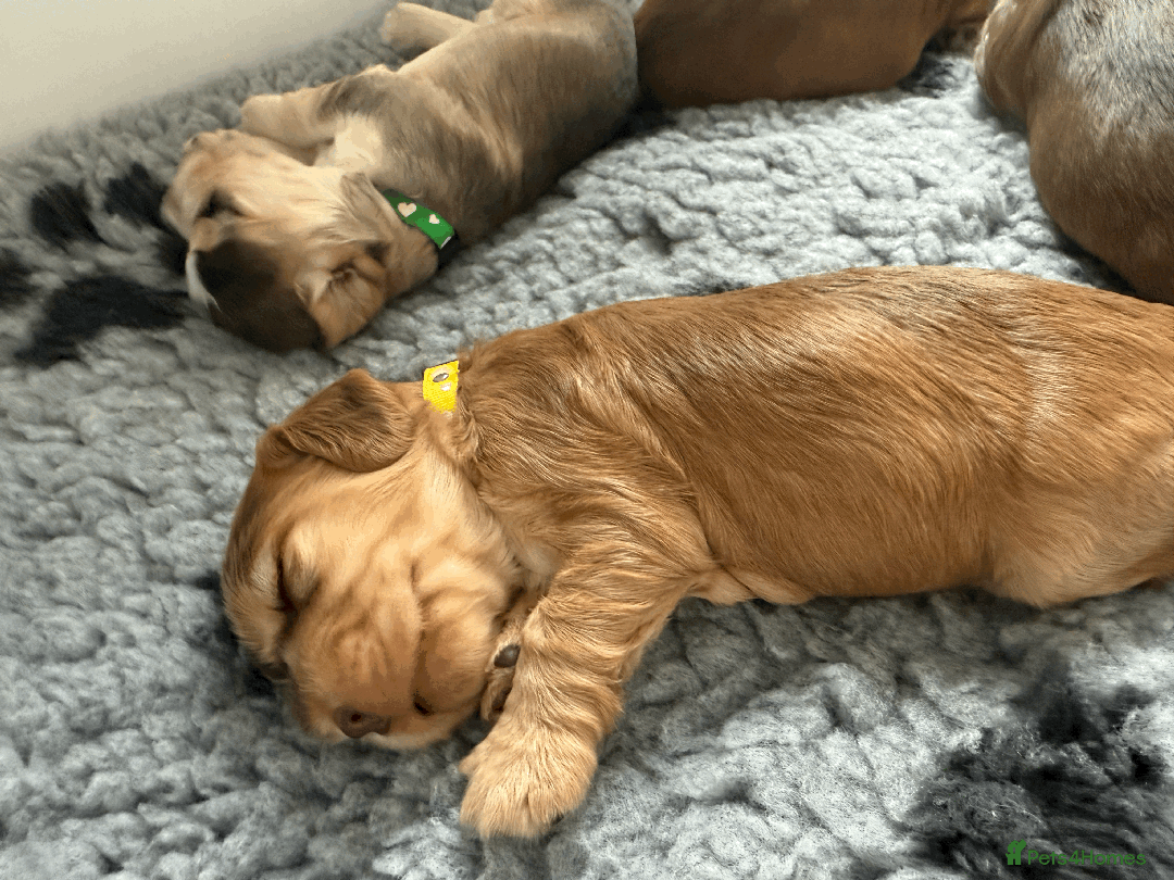 Cocker Spaniel dogs for sale: Cocker Spaniel Pups, KC, Health Tested, Champ Line - Image 19