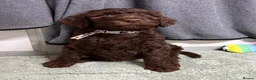 Goldendoodle dogs for sale: Standard F1bb Goldendoodles - three females only  in Ramsgate - Advert 3
