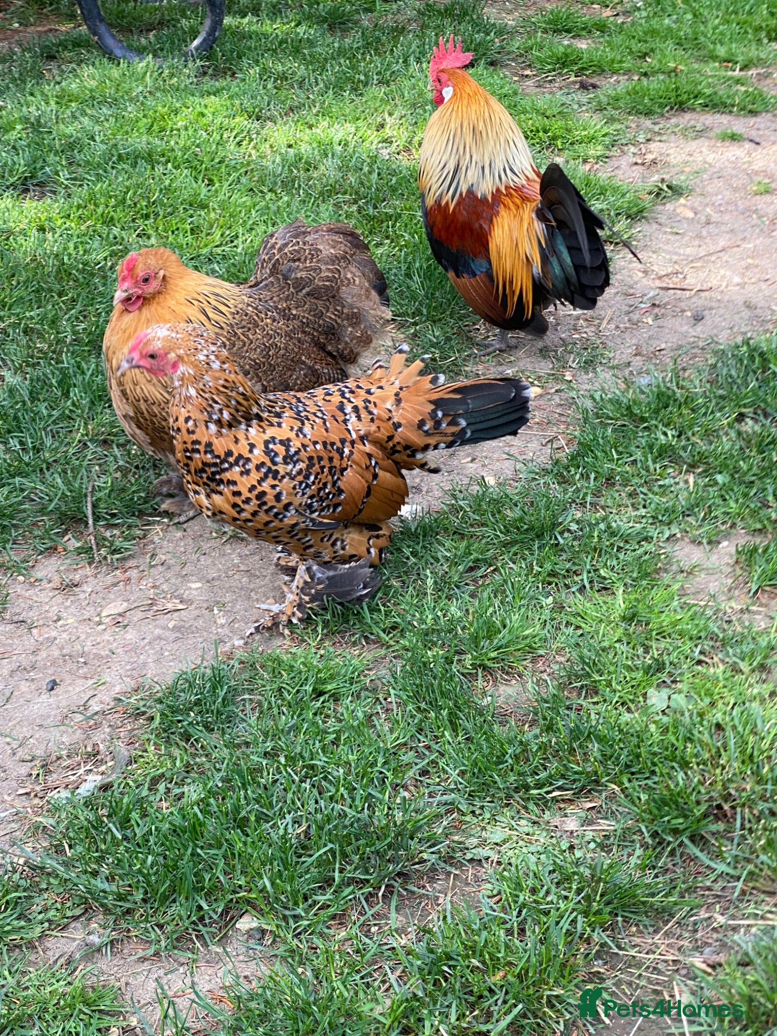 Chickens poultry Fancy chickens for sale - Advert 2