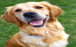 Golden Retriever dogs for sale: Gorgeous KC registered golden retriever puppys - Image 10