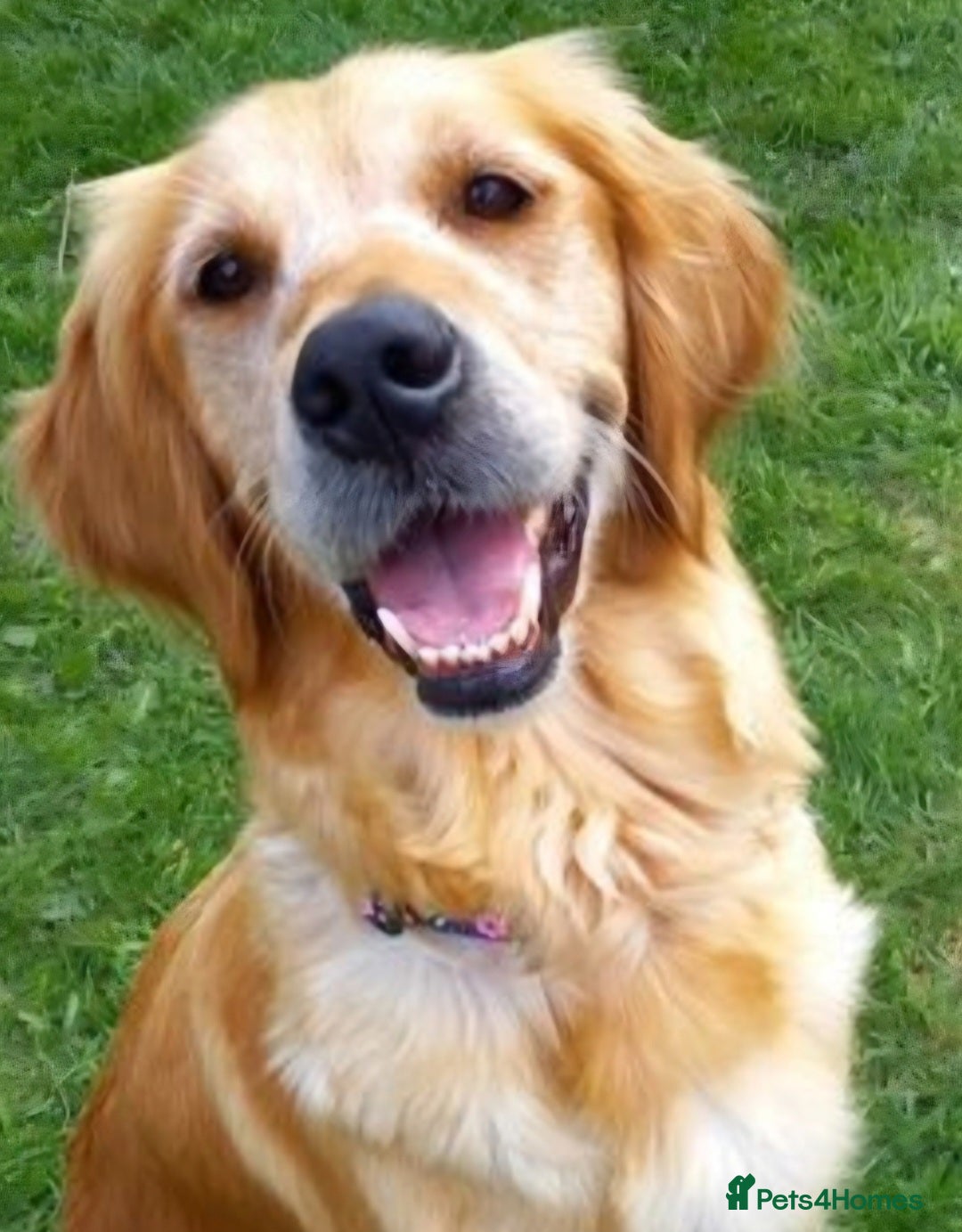 Golden Retriever dogs for sale: Gorgeous KC registered golden retriever puppys - Image 10