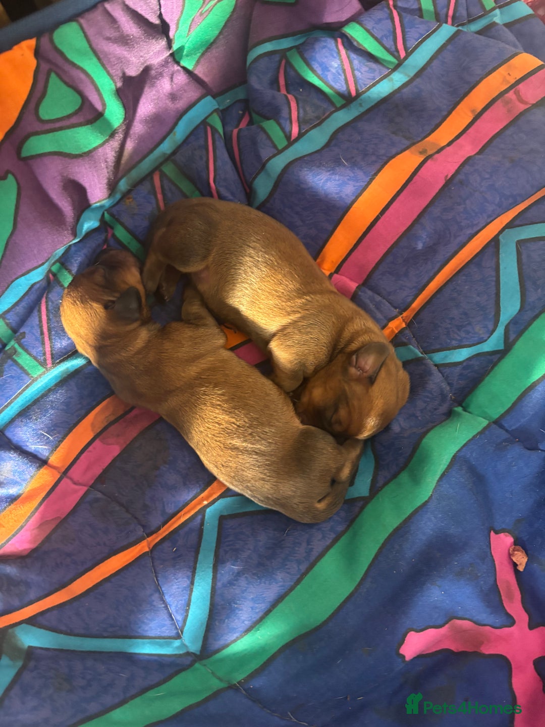 Miniature Dachshund dogs for sale: Miniature dachshund puppies  - Advert 18