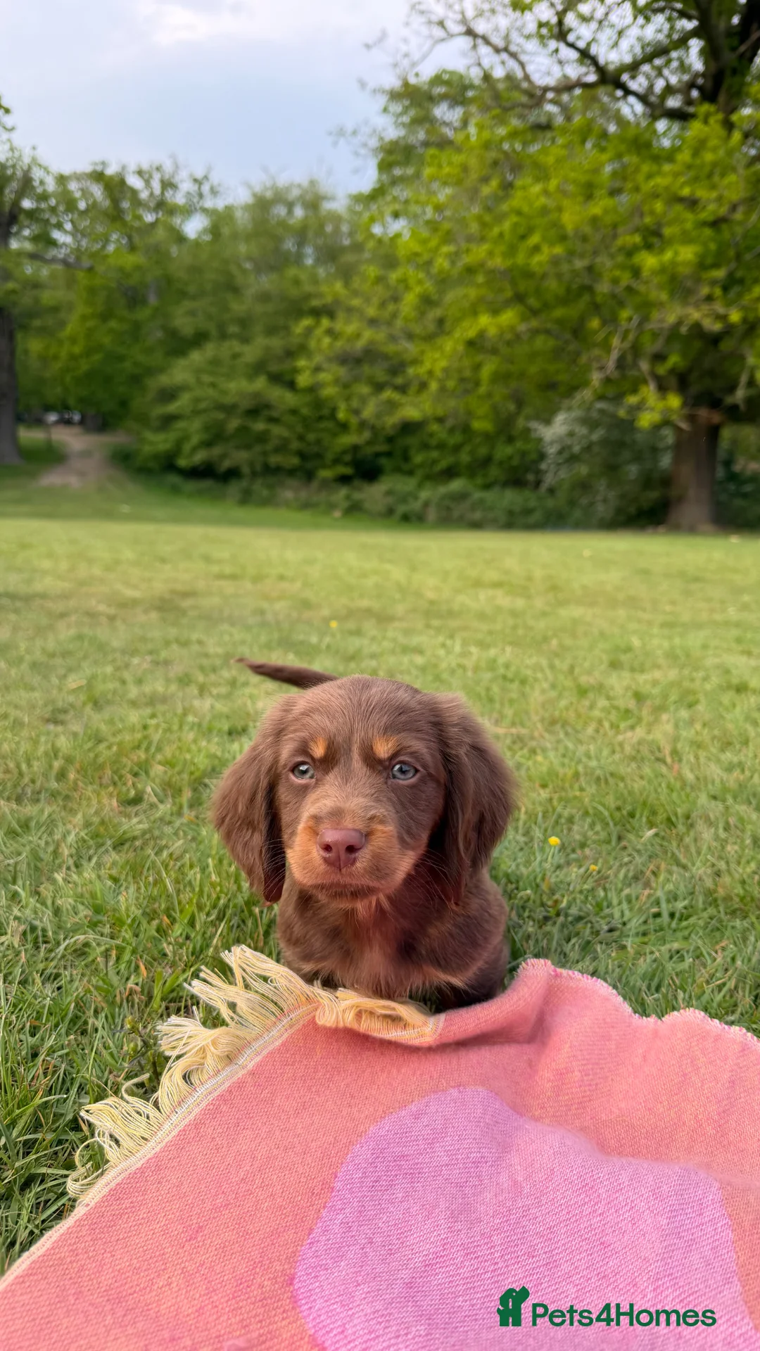 Dachshund dogs for sale: Dachshund Puppy 9 Weeks - Advert 2