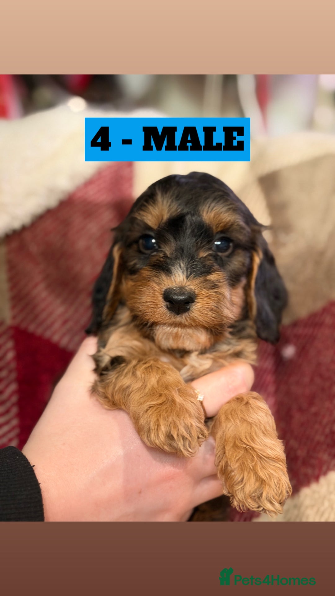 Cockapoo dogs for sale: BEAUTIFUL F2 COCKAPOO PUPPIES - 4 BOYS AND 4 GIRLS - Advert 33