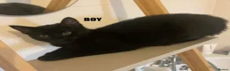 Maine Coon cats for sale: Maine coon cross kittens  - Advert 3