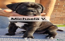 Cane Corso dogs for sale: Champion-Bloodline Cane Corso Puppies  - Image 13