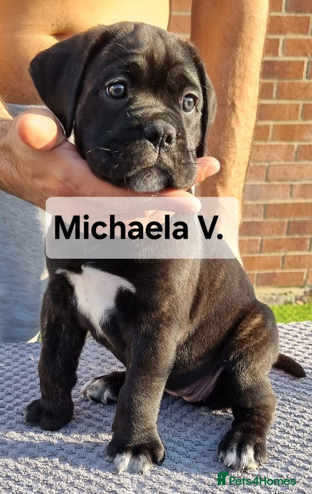 Cane Corso dogs for sale: Champion-Bloodline Cane Corso Puppies  - Image 13