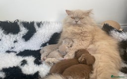 British Longhair cats for sale: Stunning litter of British long hair - Image 4