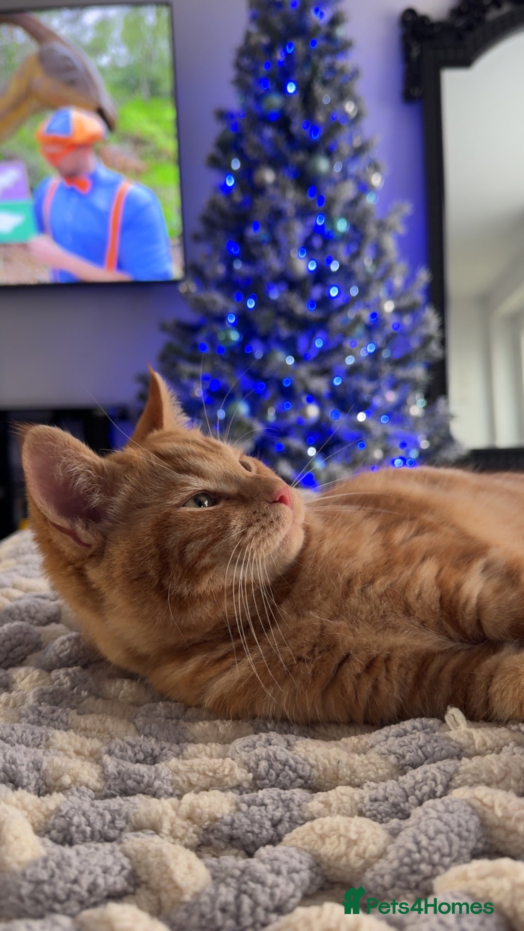 Bengal cats for sale: Gorgeous ginger boy  - Advert 2