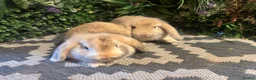 Mini Lop rabbits for sale: X2 HARLEQUIN MINI LOOS READY LEAVE  - Advert 3