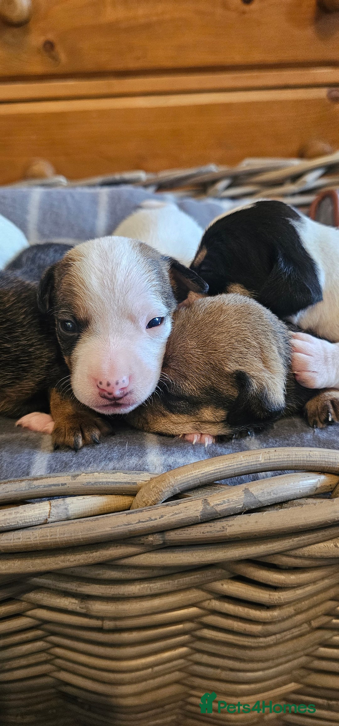 Mixed Breed dogs for sale: Gorgeous Jack Russell x Dachshund Puppies in Welshpool - Image 5