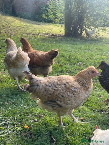 Chickens poultry - Advert 10
