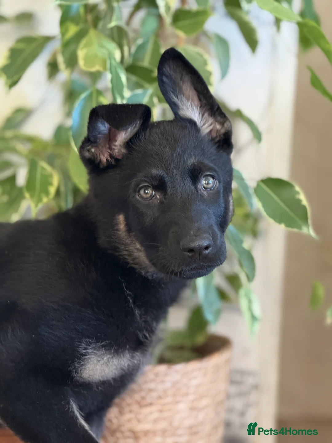 German Shepherd dogs for sale: German Shepherd Puppies - Advert 4